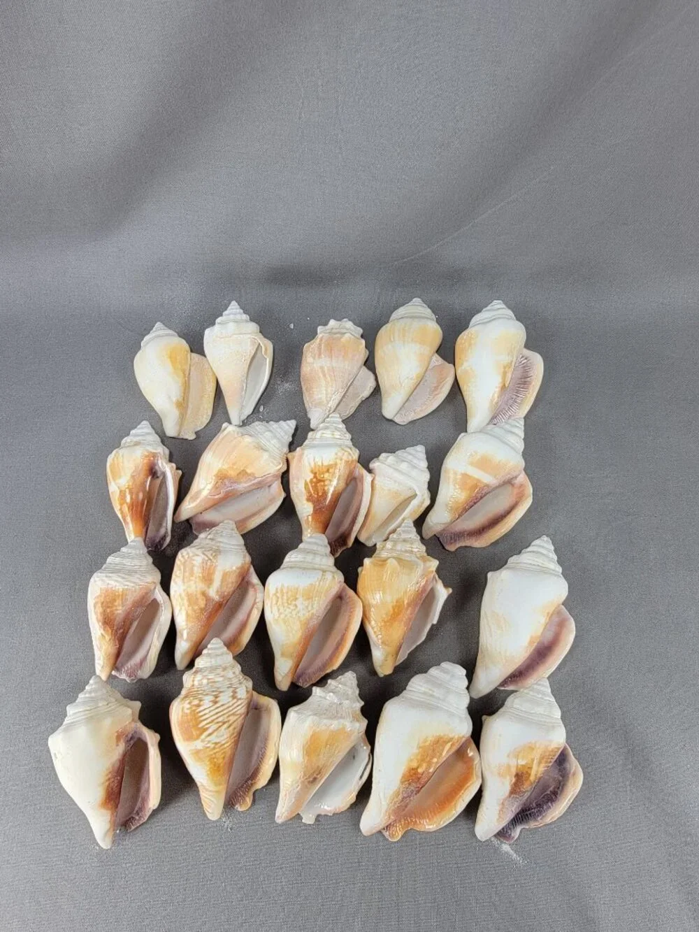 Conch Shell Seashell Lot of 20 Nautical Beach Ocean Decor Crafts